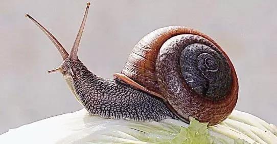（胆小慎入）被控制的可怕的动物——僵尸蜗牛