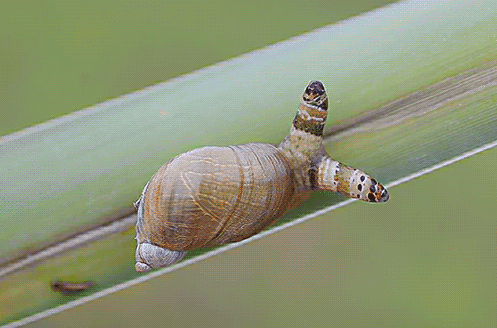 （胆小慎入）被控制的可怕的动物——僵尸蜗牛