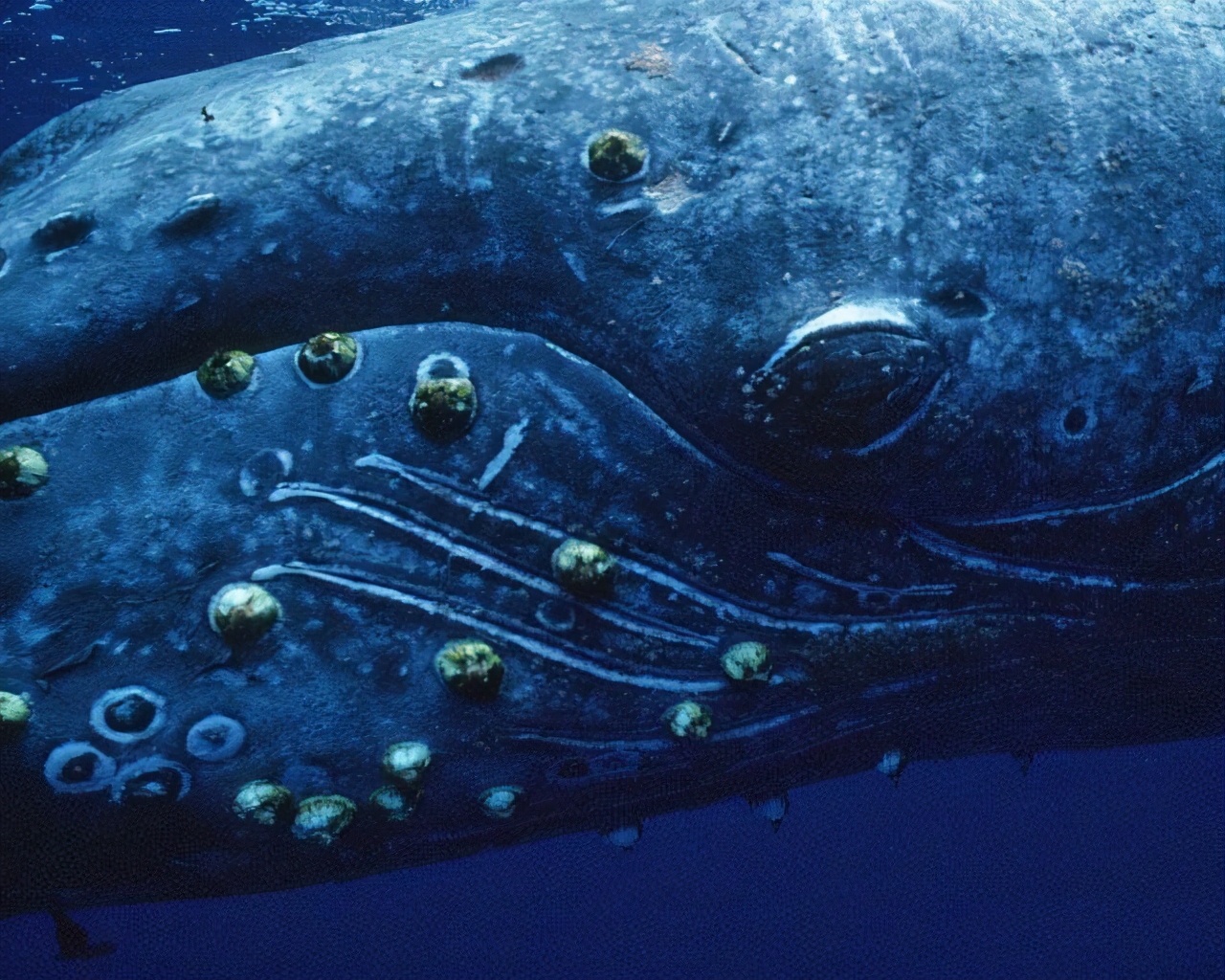 鲸隐私部位都寄生了藤壶，它不疼吗？这个..会影响它们交配吗？