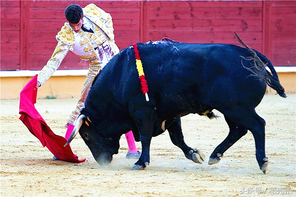 科学表明牛是色盲，我们竟然一直误解了西班牙斗牛士用红布的原因