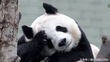 大熊猫是猫科动物吗？