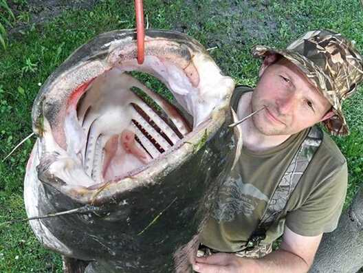 最大淡水鱼是巨骨舌鱼？鲇鱼比它大多了，只因这种水中霸王太能吃