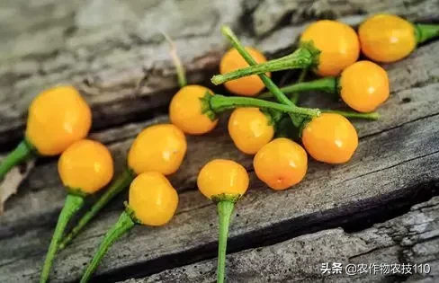 查拉皮塔辣椒（这是世界上最贵的辣椒！每公斤23万）