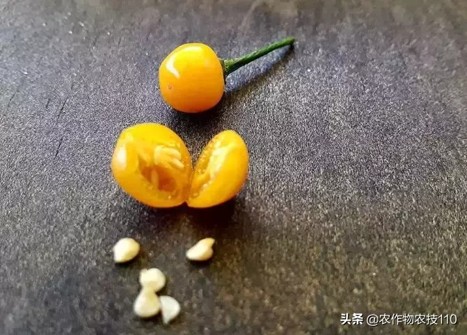 这是世界上最贵的辣椒！每公斤23万，想买还买不到