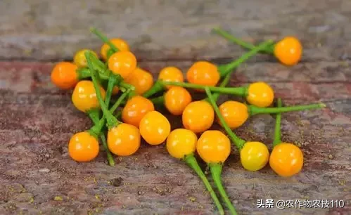 查拉皮塔辣椒（这是世界上最贵的辣椒！每公斤23万）