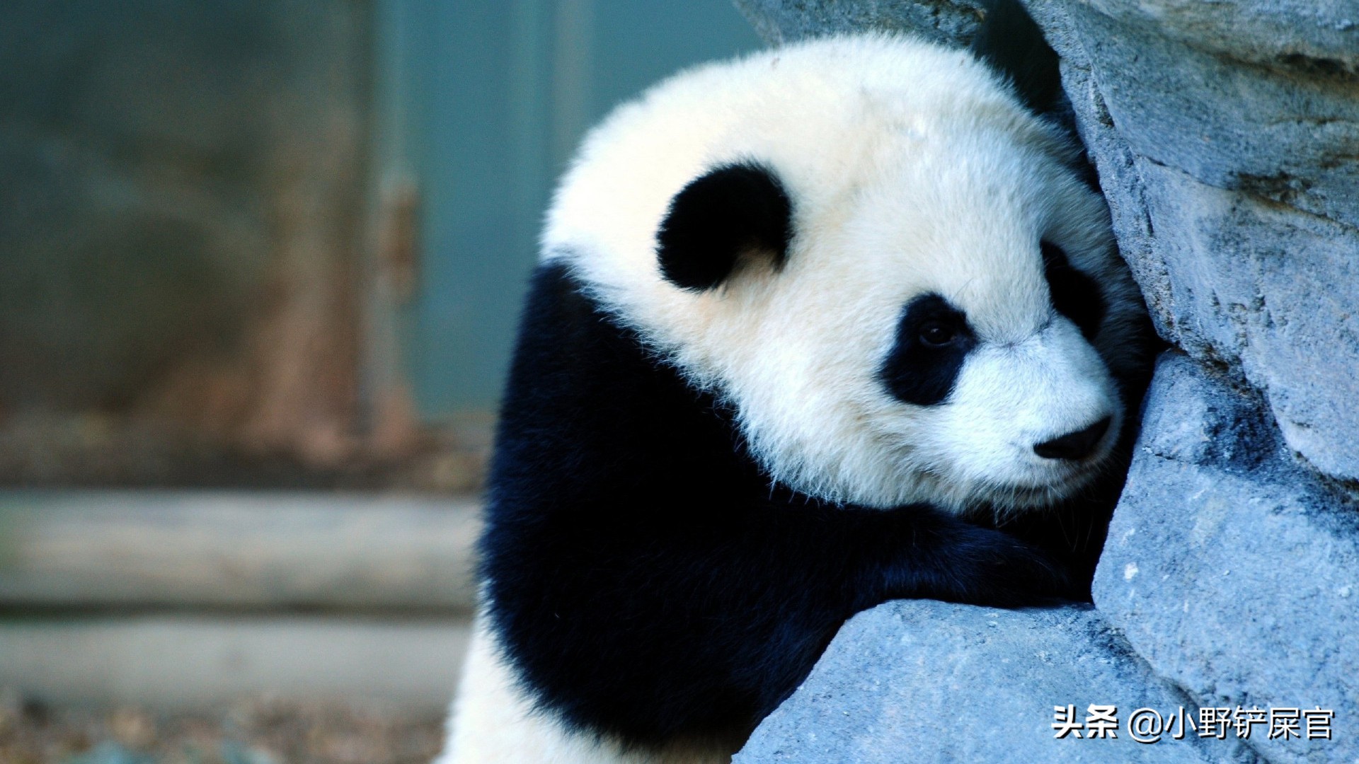野生大熊猫的栖息地，有这样一群神秘保护者_凤凰网视频_凤凰网