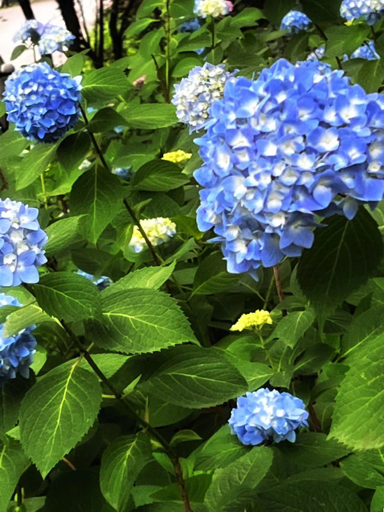 手机摄影故事：绣球花，可以送人蓝色的吗？绣球花是招鬼花么？