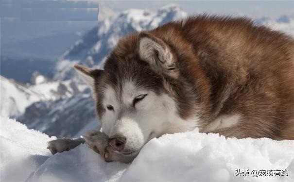 阿拉斯加雪橇犬，其实它的智商并不低，只是贪吃、散漫罢了