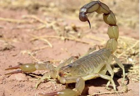 最恐怖的一道菜——吃活蝎子