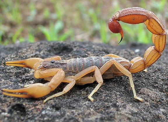 最恐怖的一道菜——吃活蝎子