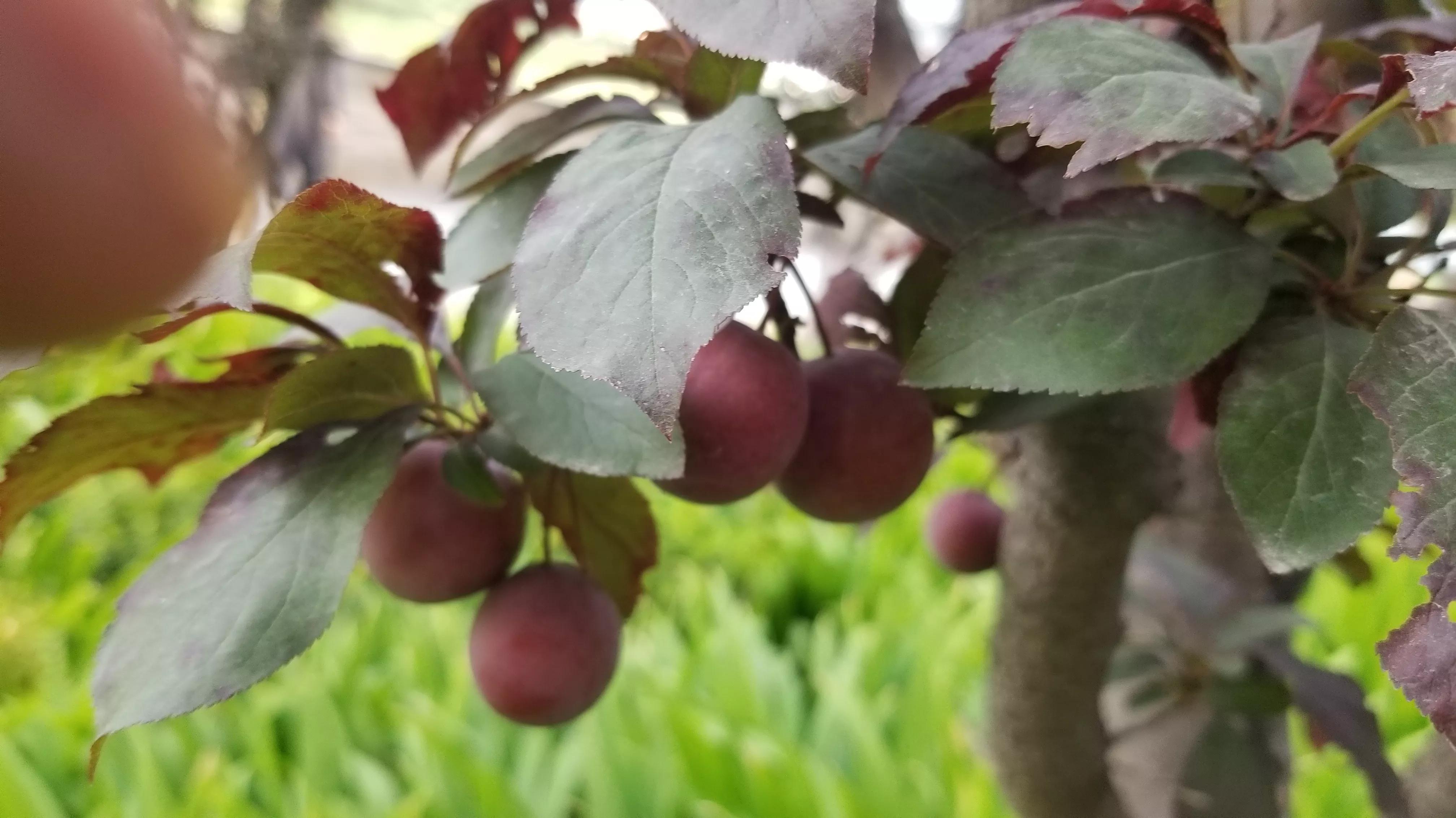 绿化树紫叶李的果子能吃吗？