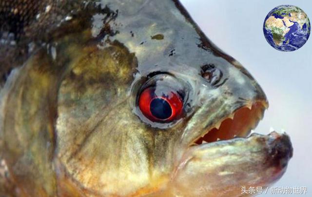食人鱼为什么没有称霸亚马逊河？那是因为这里有它们最害怕的天敌