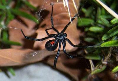 终于知道什么能杀死最毒蜘蛛“黑寡妇”了
