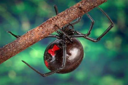 终于知道什么能杀死最毒蜘蛛“黑寡妇”了