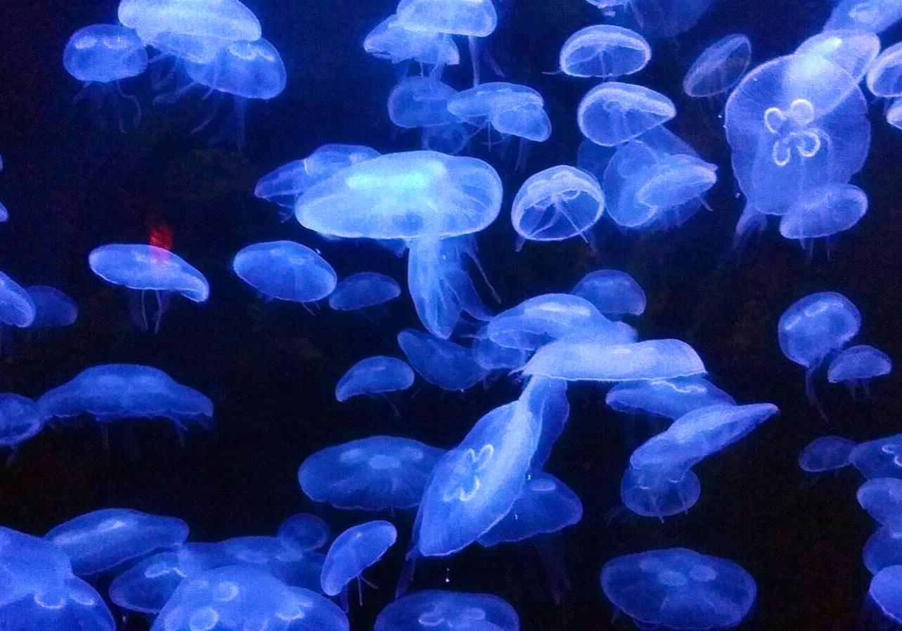 高清晰海底海蜇水母壁纸