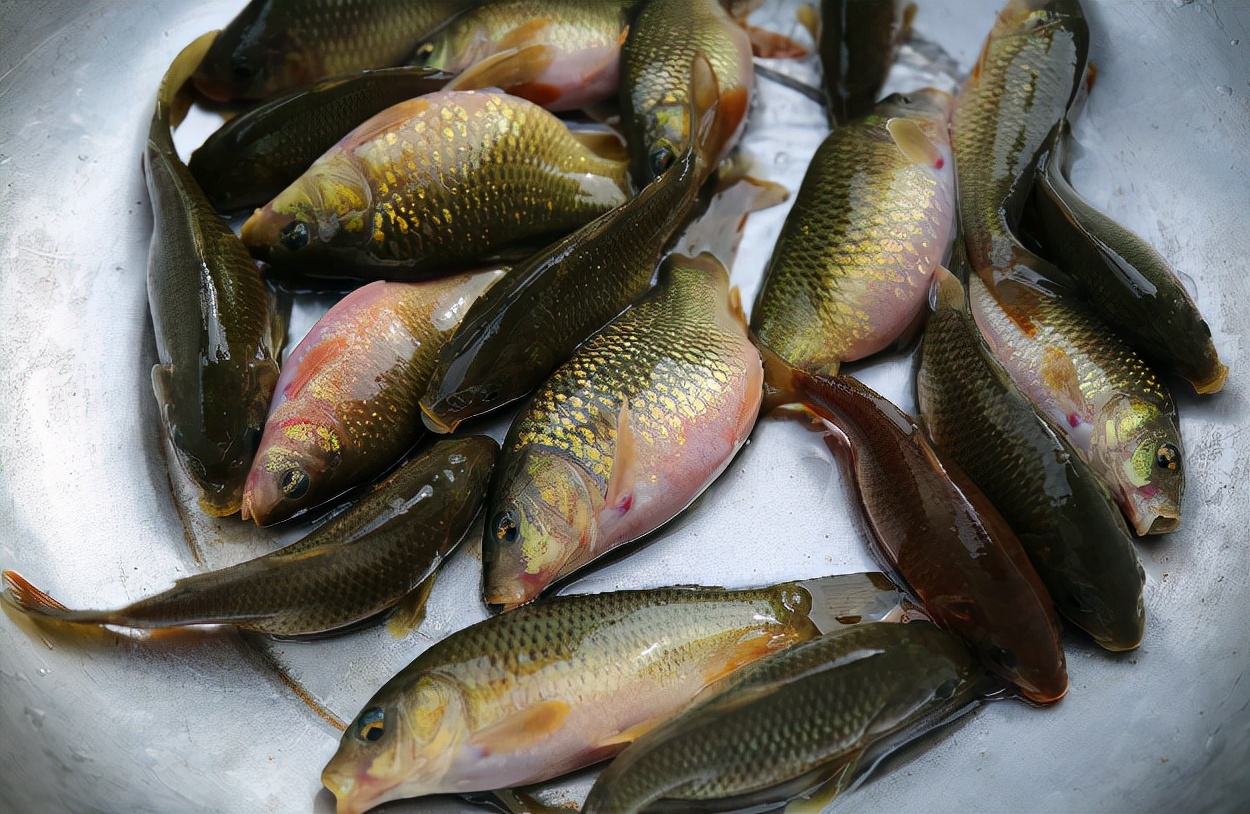 禾花鱼是什么鱼品种(禾花鱼:我国土著鱼类,重不过2两,却几度成贡品