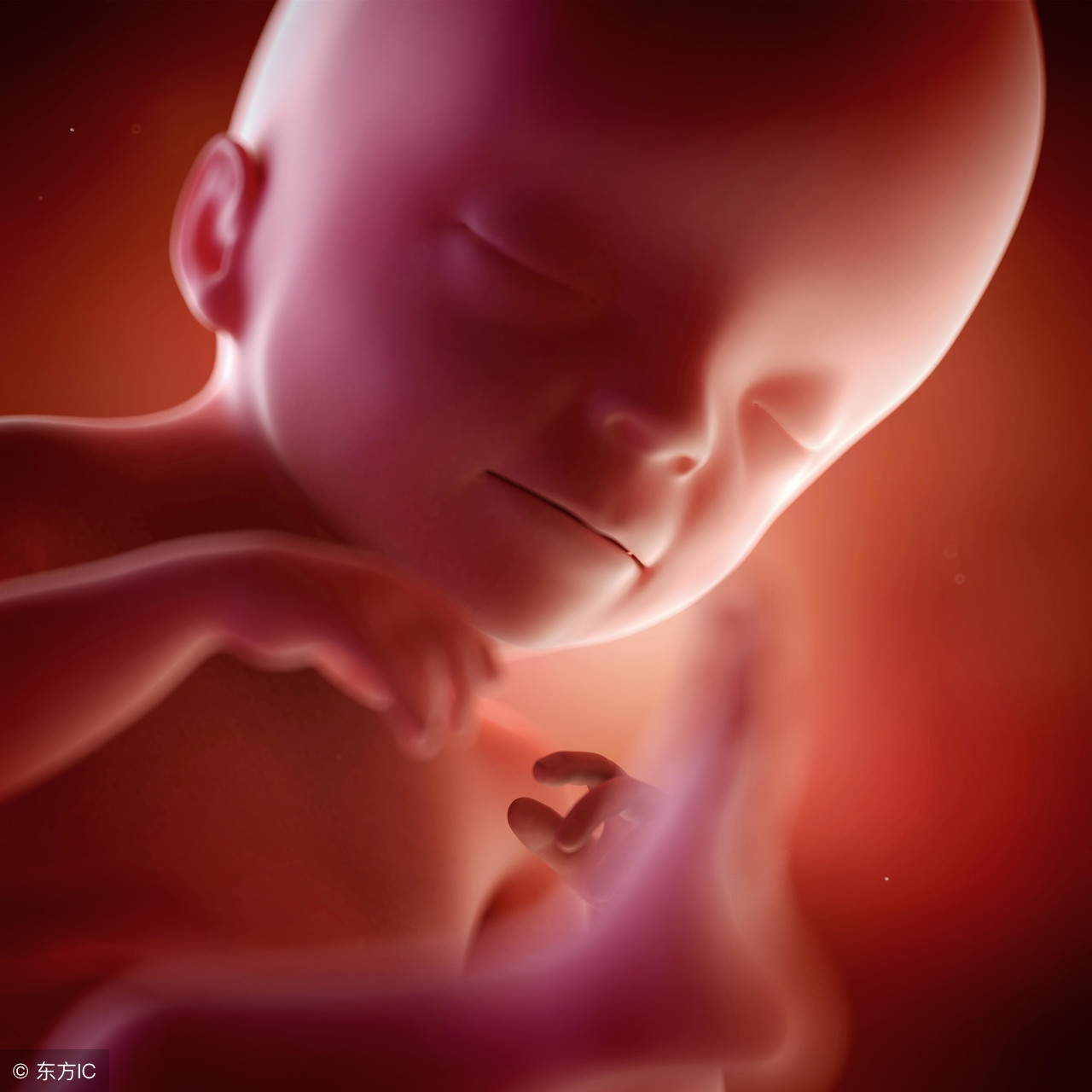 胎儿各阶段发育过程图_胎儿每周发育过程图_微信公众号文章