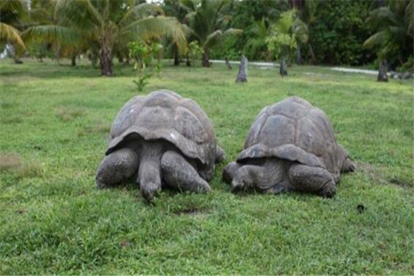 地球上10大体型最大的乌龟，加拉帕戈斯象龟居榜首，你认识几个？