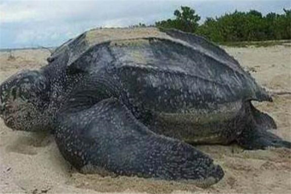 地球上10大体型最大的乌龟，加拉帕戈斯象龟居榜首，你认识几个？