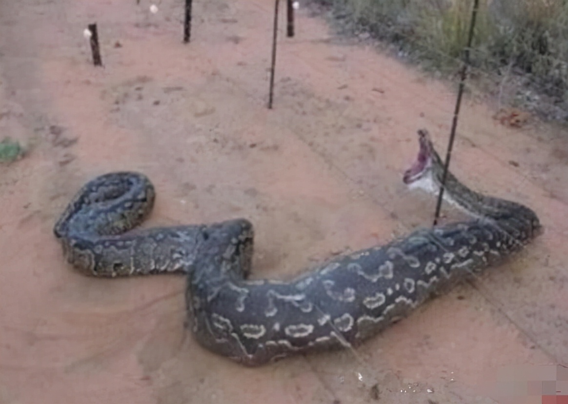 国外蟒蛇爱好者躺在蟒蛇堆里 - 蟒蛇科普