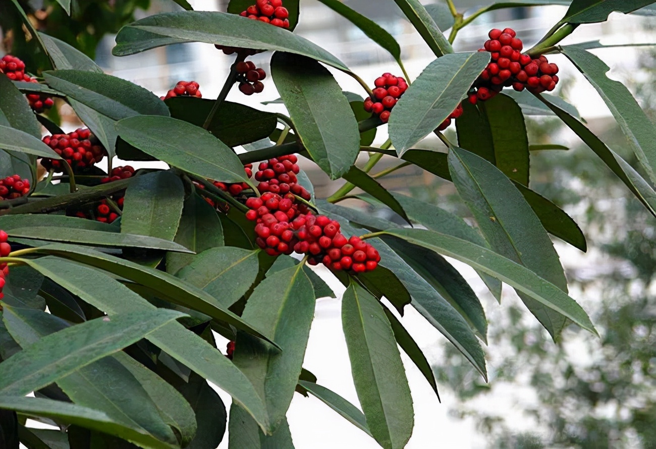移植景观异形斜飘红果冬青树，精品红果冬青树10-25公分 - 中国花木网