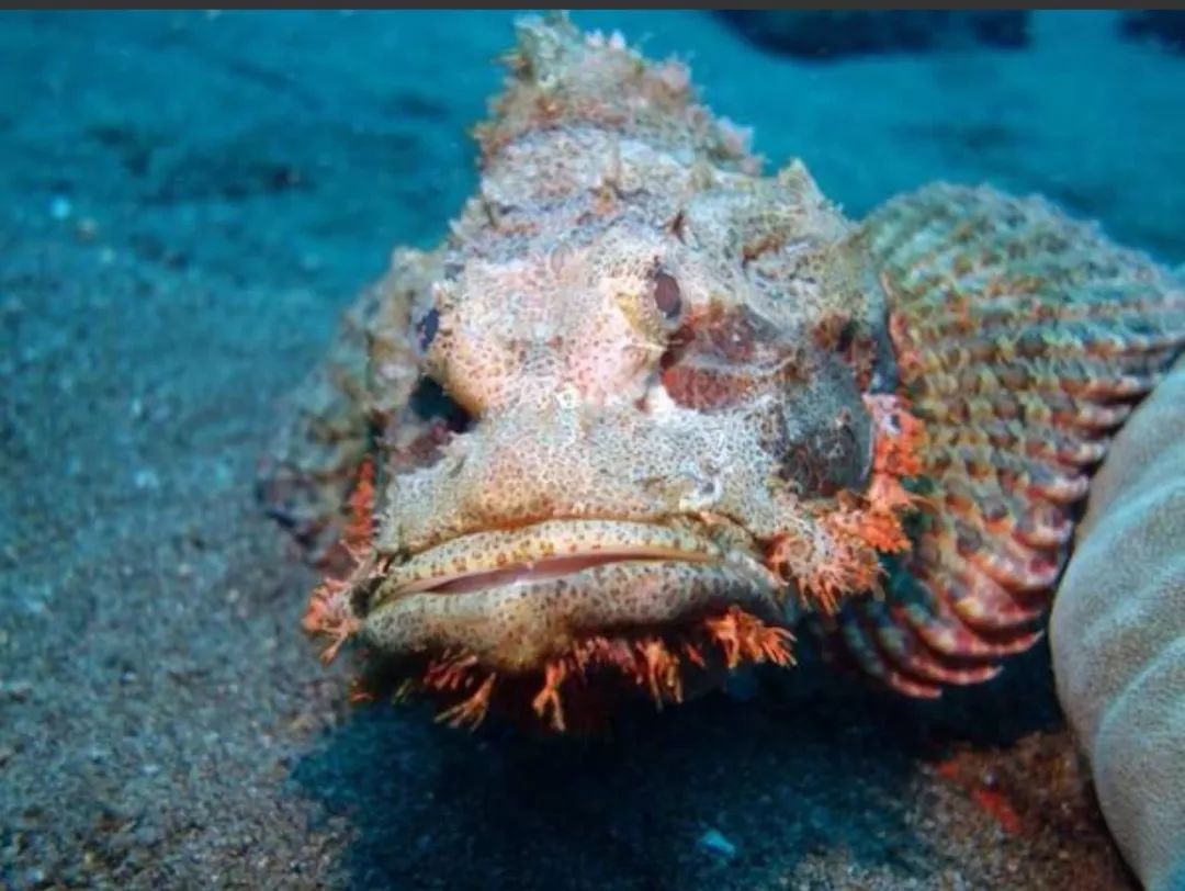 The World's Most Venomous Fish: 7 Facts About Stonefish