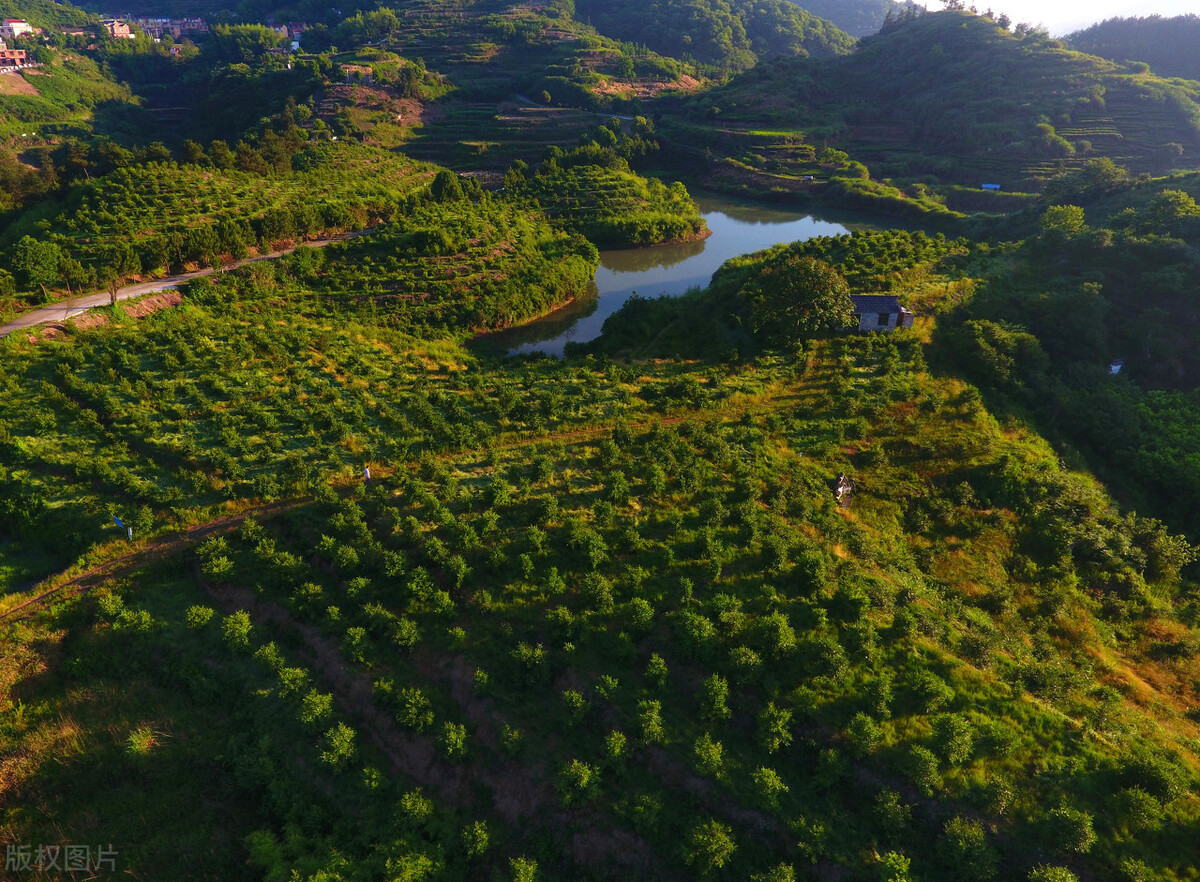广东油茶进入采摘期 油茶籽产量预计达22万吨凤凰网广东_凤凰网