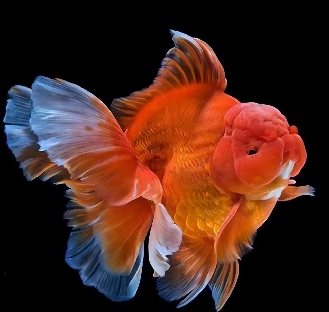【观赏鱼摄影图片】鱼市生态摄影_寒江雪_太平洋电脑网摄影部落