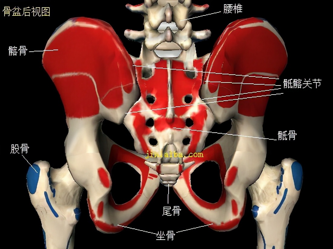 93.骨盆的韧带 (前面观和后面观)-人体解剖学-医学