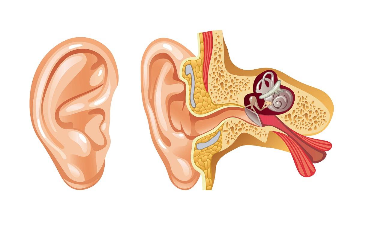 孩子耳朵里长出珍珠？|中耳胆脂瘤|外耳道|珍珠|耳科|耳镜|表面|-健康界