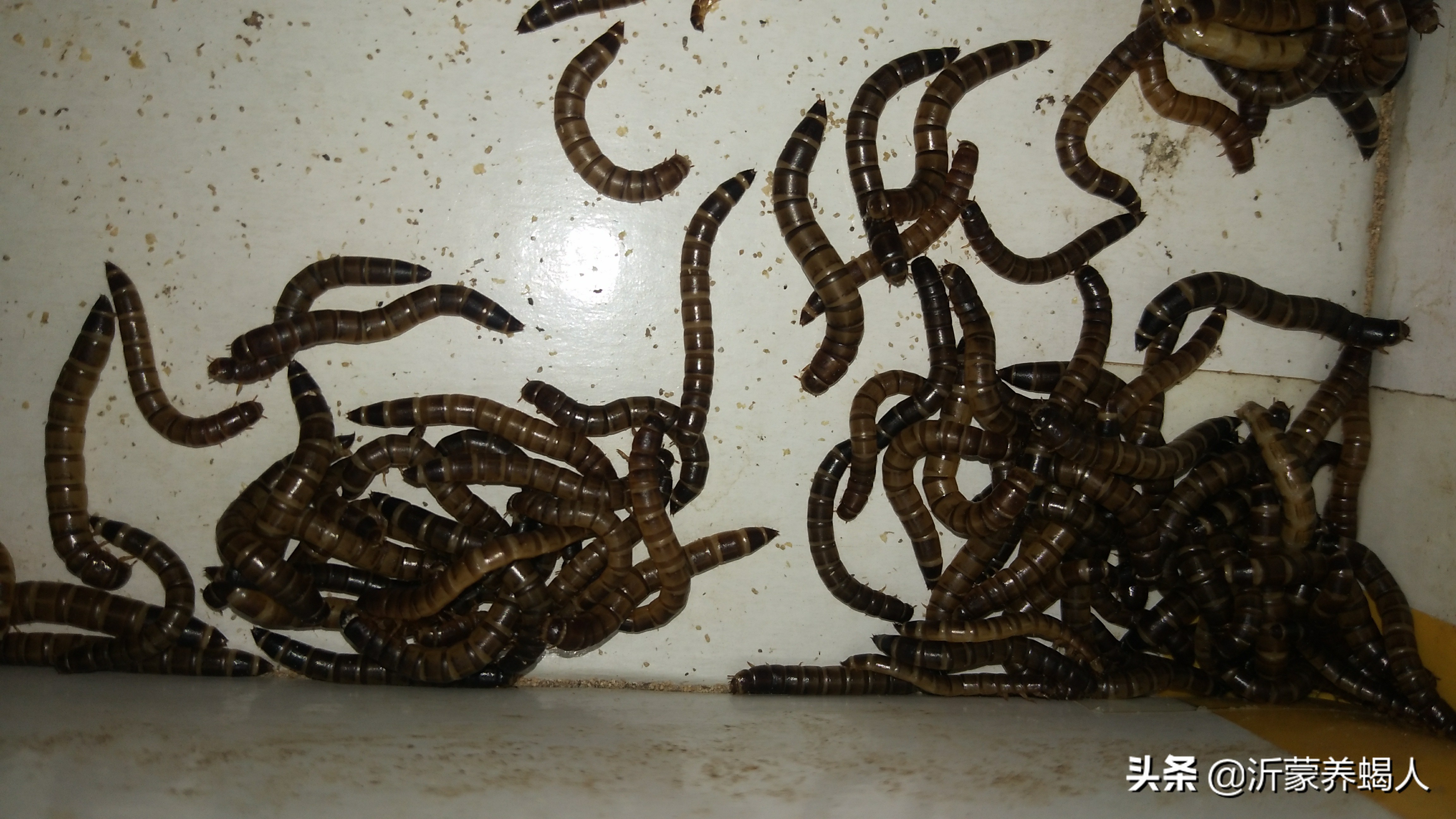 黄粉虫养殖的过程，还有黑粉虫也是蝎子的饲料