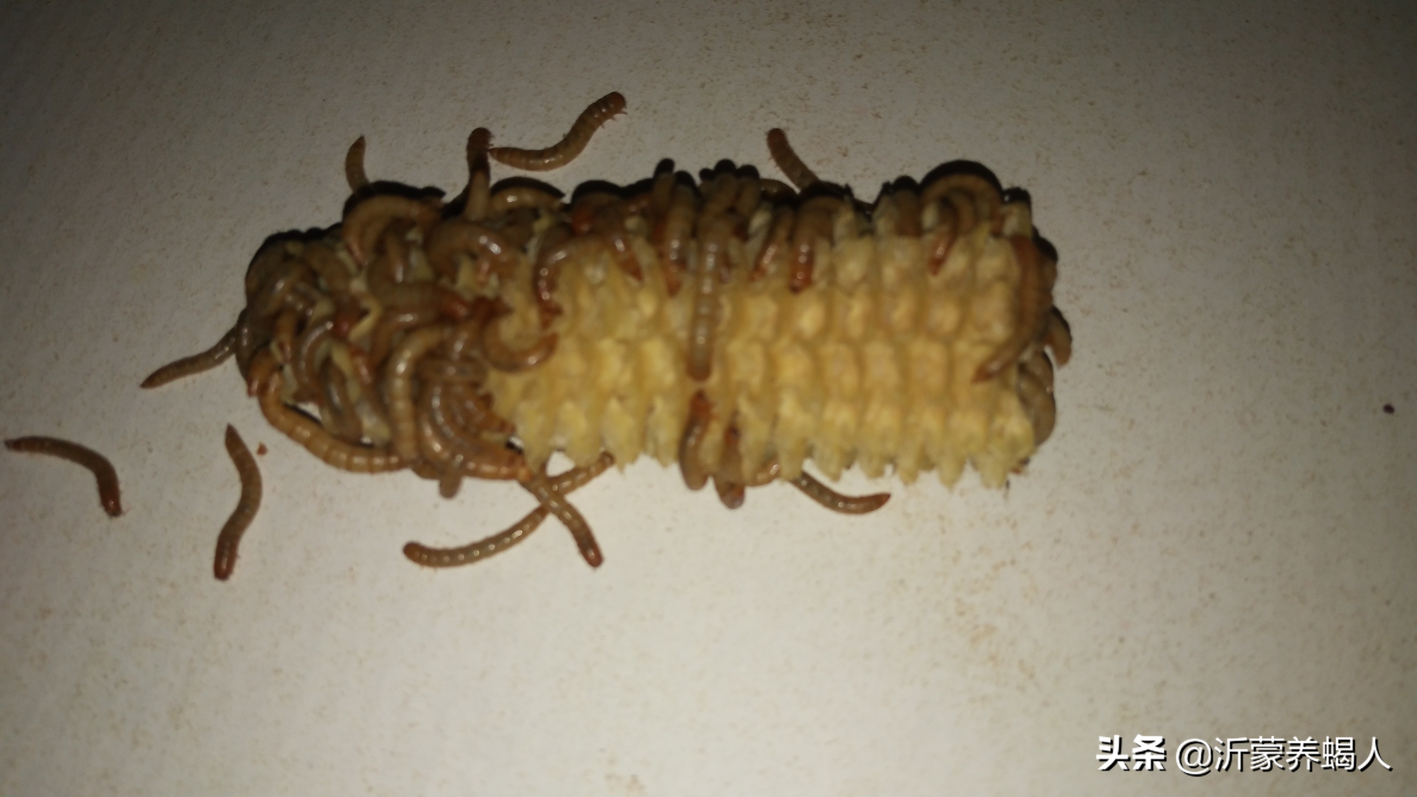 黄粉虫养殖的过程，还有黑粉虫也是蝎子的饲料