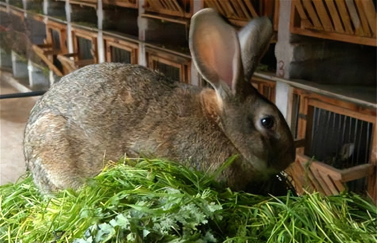 求两只兔子抢草吃的图片_百度知道