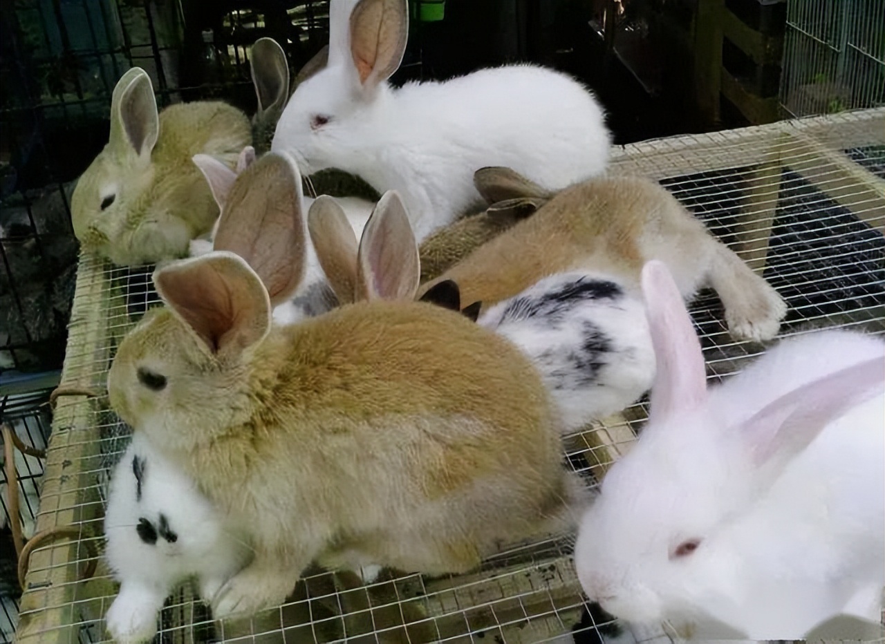 如何养兔子的方法，兔子最新养殖技术 - 知乎