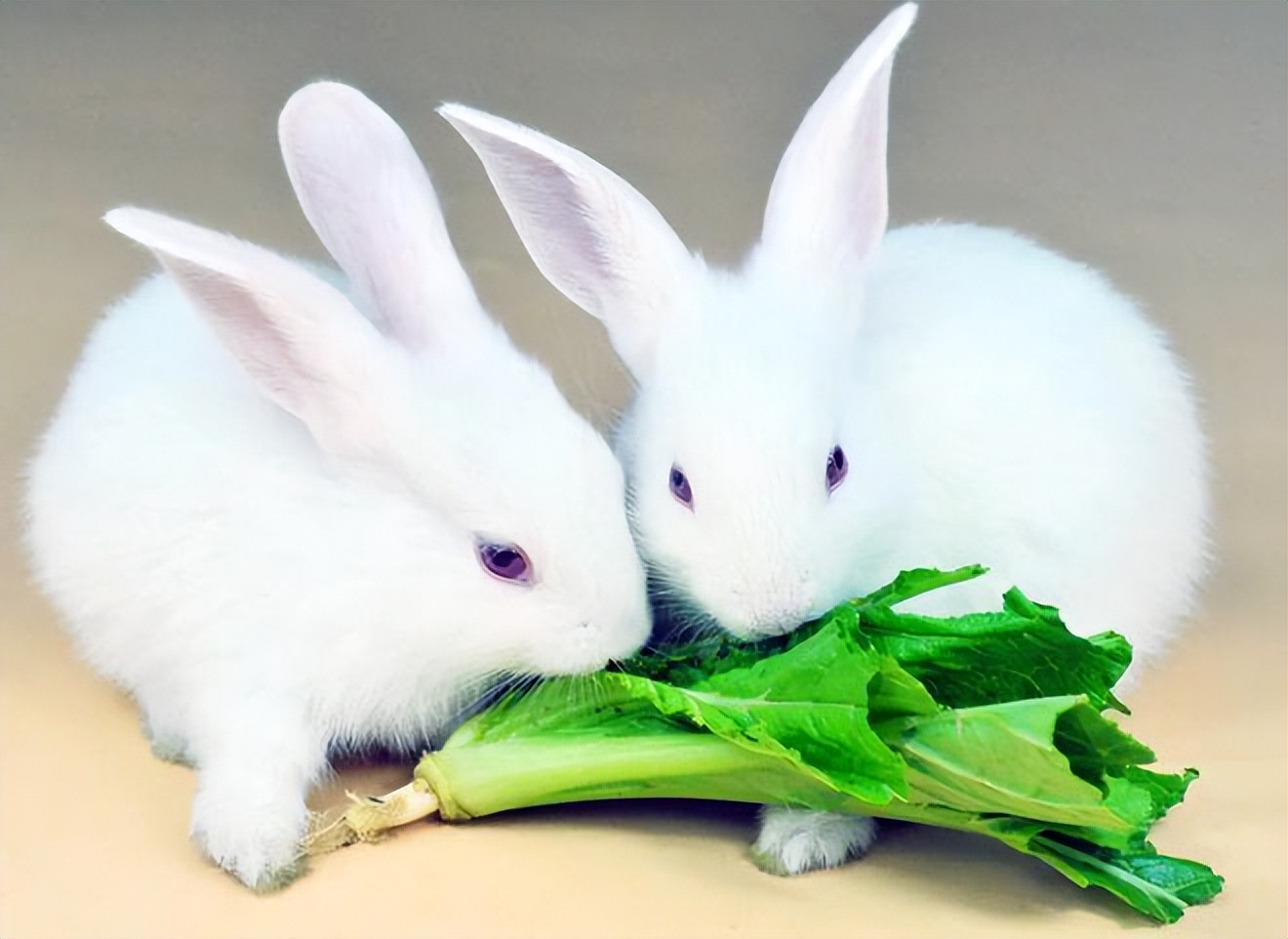 兔兔把蔬菜吃出了满汉全席的感觉，第一次觉得蔬菜这么好吃_哔哩哔哩_bilibili