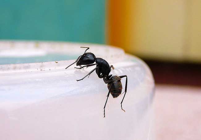 家里蚂蚁多怎么清除 家里有蚂蚁怎么预防