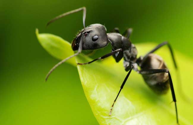 家里蚂蚁多怎么清除 家里有蚂蚁怎么预防