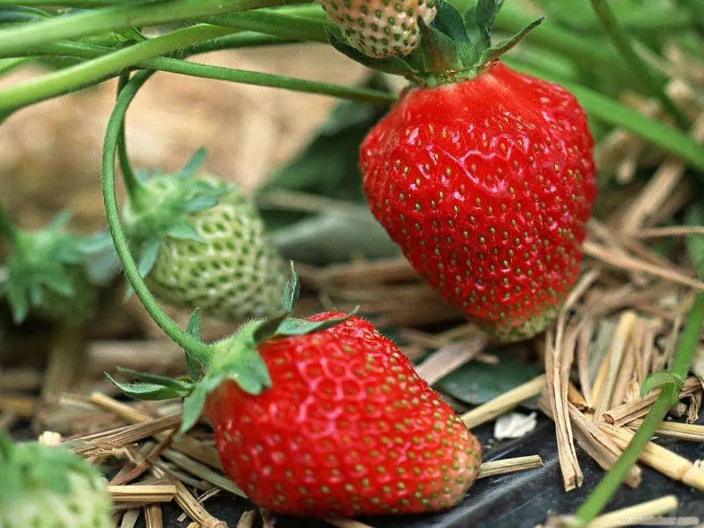 如何家庭种植草莓？ - 知乎