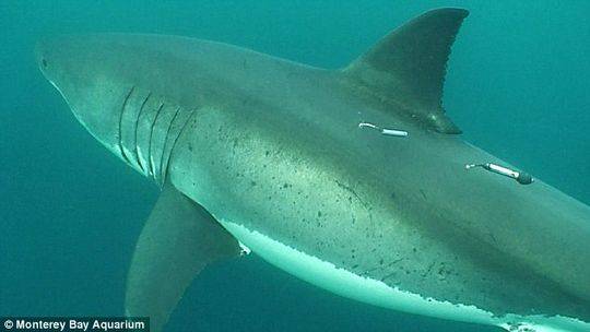 太平洋有鲨鱼吗 ：太平洋中部海域发现神秘大白鲨巢穴