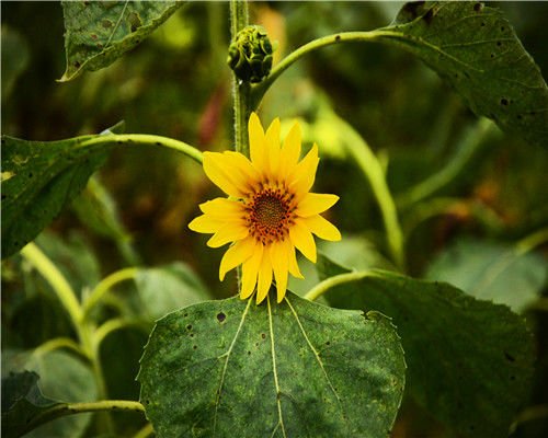 向日葵水养方法分享给你，让你家也能开出一片太阳花